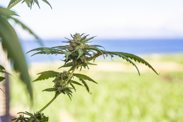Cannabis-Legalisierung: Kein Grund zur Sorge in Hilden? Cannabis-Legalisierung: Kein Grund zur Sorge in Hilden?