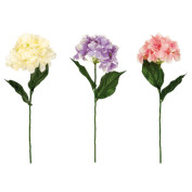 Hortensie Hortensie