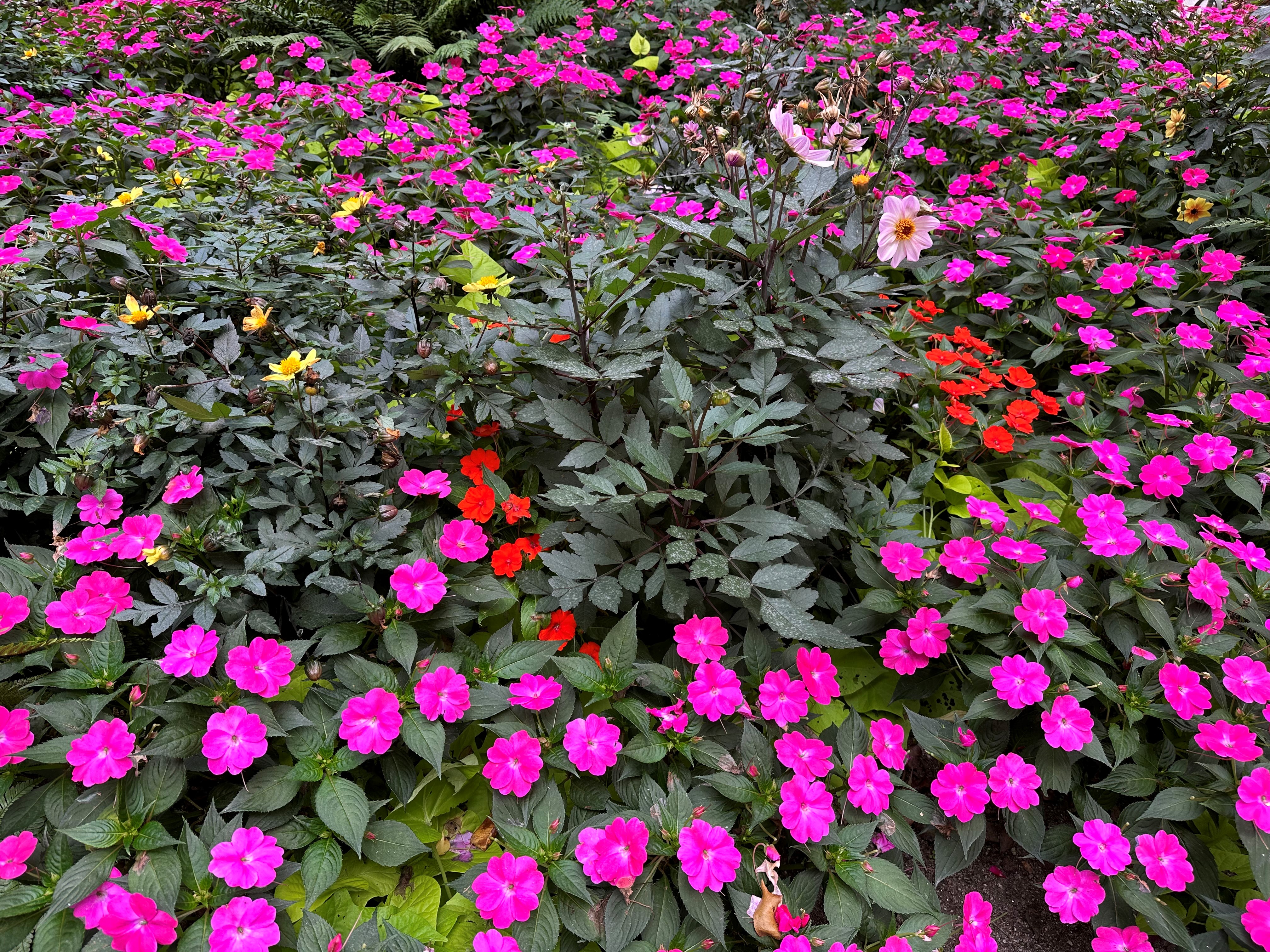 TOP-Blumenlaeden-Die-meisten-Blumenlaeden-bieten-auch-Bluehendes-f-r-Garten-und-Balkon-anzeiger24
