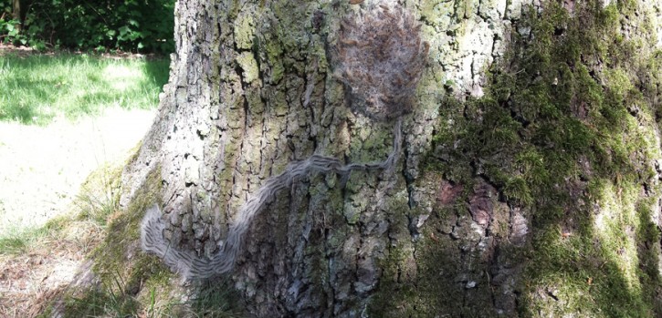 Welche Raupen sind harmlos, welche lösen allergische Reaktionen aus? 