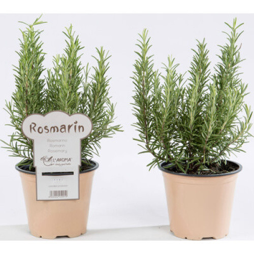 Rosmarin frisch 315g Rosmarin frisch 315g