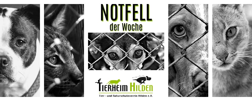 Tierheim möchte kratzbürstiges Samtpfötchen vermitteln Tierheim möchte kratzbürstiges Samtpfötchen vermitteln