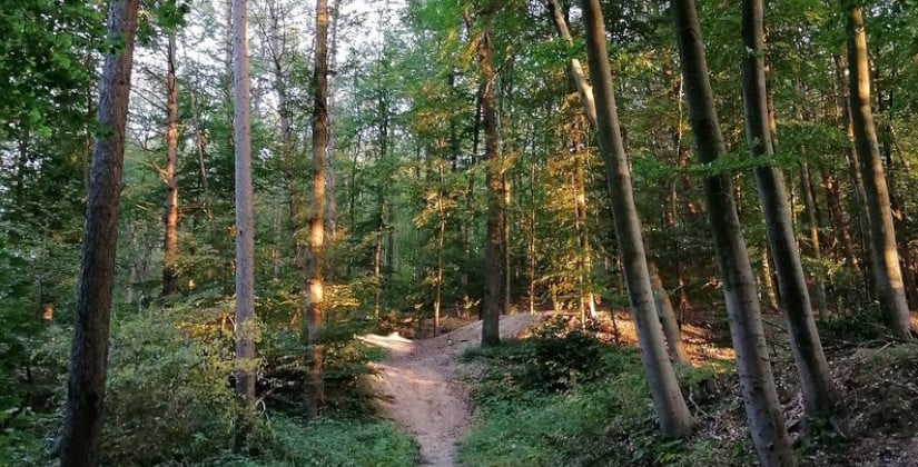 Exkursionen: Knipprather Wald und Marienburgpark Exkursionen: Knipprather Wald und Marienburgpark