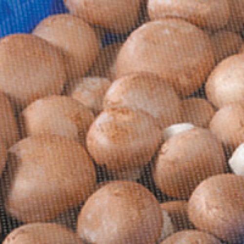 Champignons braun frisch Champignons braun frisch