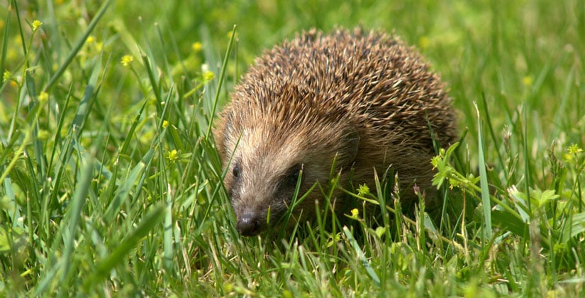 Gefahr im Gras für die Tiere Gefahr im Gras für die Tiere