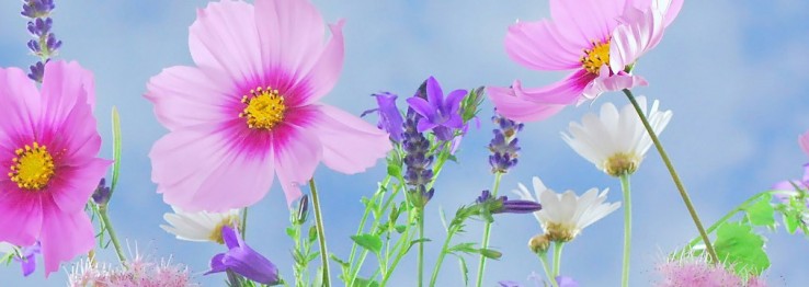 Garten Garten