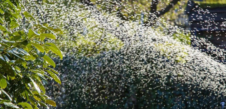 Täglich werden bis zu 7.200 Liter vergossen
