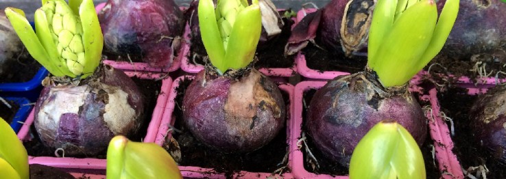 Blumenzwiebeln Blumenzwiebeln