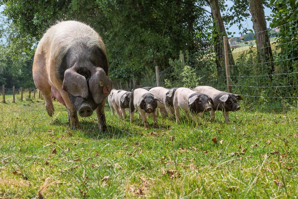 Woywod-Kohel-Schweinefleisch-Schwaebisch-Hall-Wiese