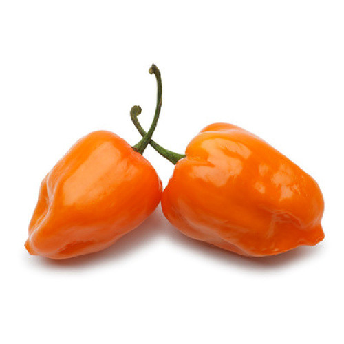 Chili Habanero rot 50g Chili Habanero rot 50g