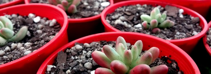 Gartencenter Gartencenter