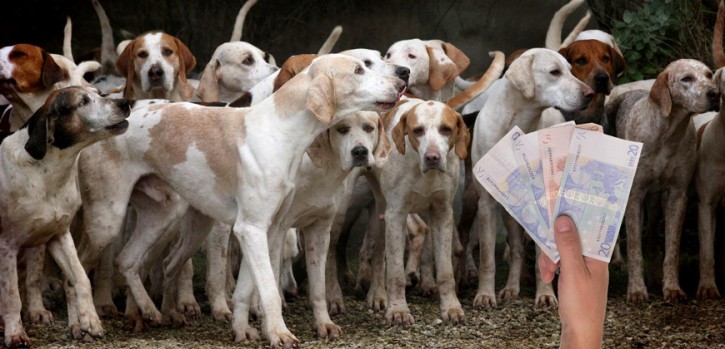 Hohe Hundesteuer – auch in Hilden: Wofür eigentlich?