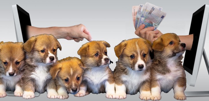 Land NRW: "Illegaler Online-Handel hat zugenommen – zum Leidwesen der Tiere"