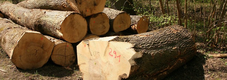 Holzhandel Holzhandel