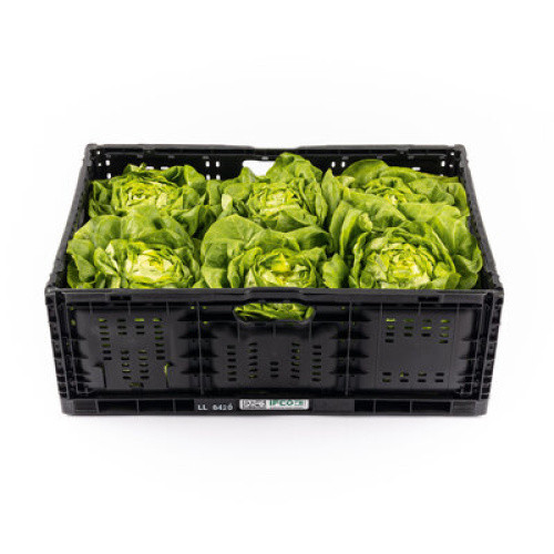 Kopfsalat frisch 350-500g Kopfsalat frisch 350-500g