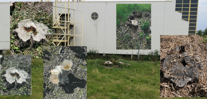 Eigentümer legt Begrünungsplan vor – Stadt fordert Nachbesserungen