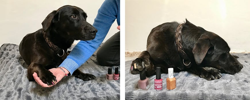 Schon probiert? Der tierische Lack als Beauty und Pflege