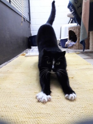 Notfell der Woche Tierheim Hilden Katze Notfell der Woche Tierheim Hilden Katze