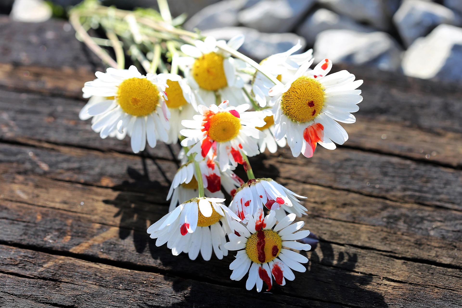 Bild-von-GoranH-auf-Pixabay