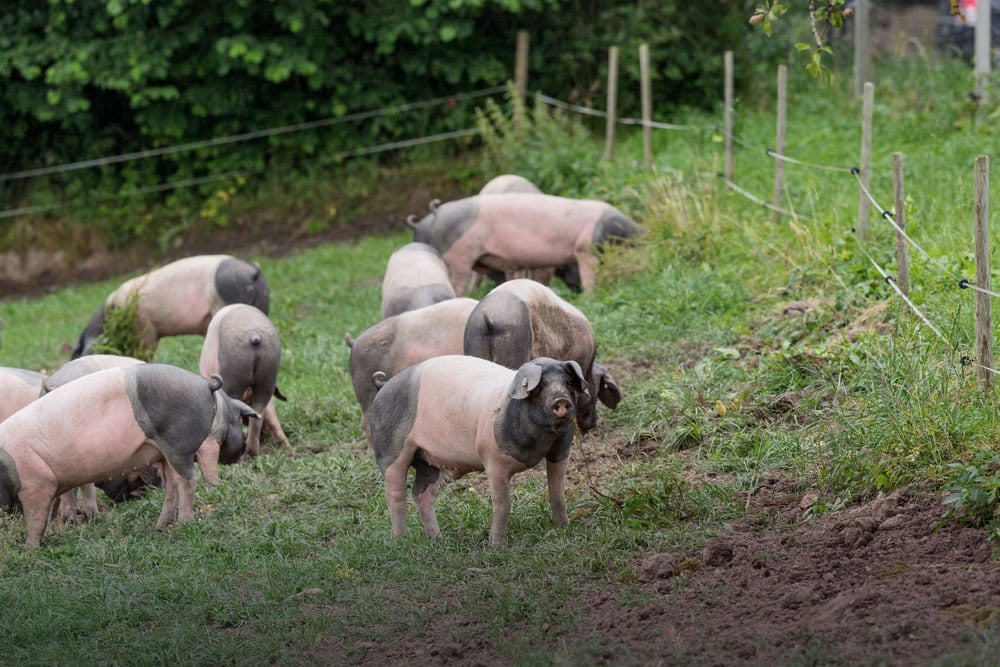 Woywod-Kohel-Schweinefleisch-Schwaebisch-Hall-Auslauf