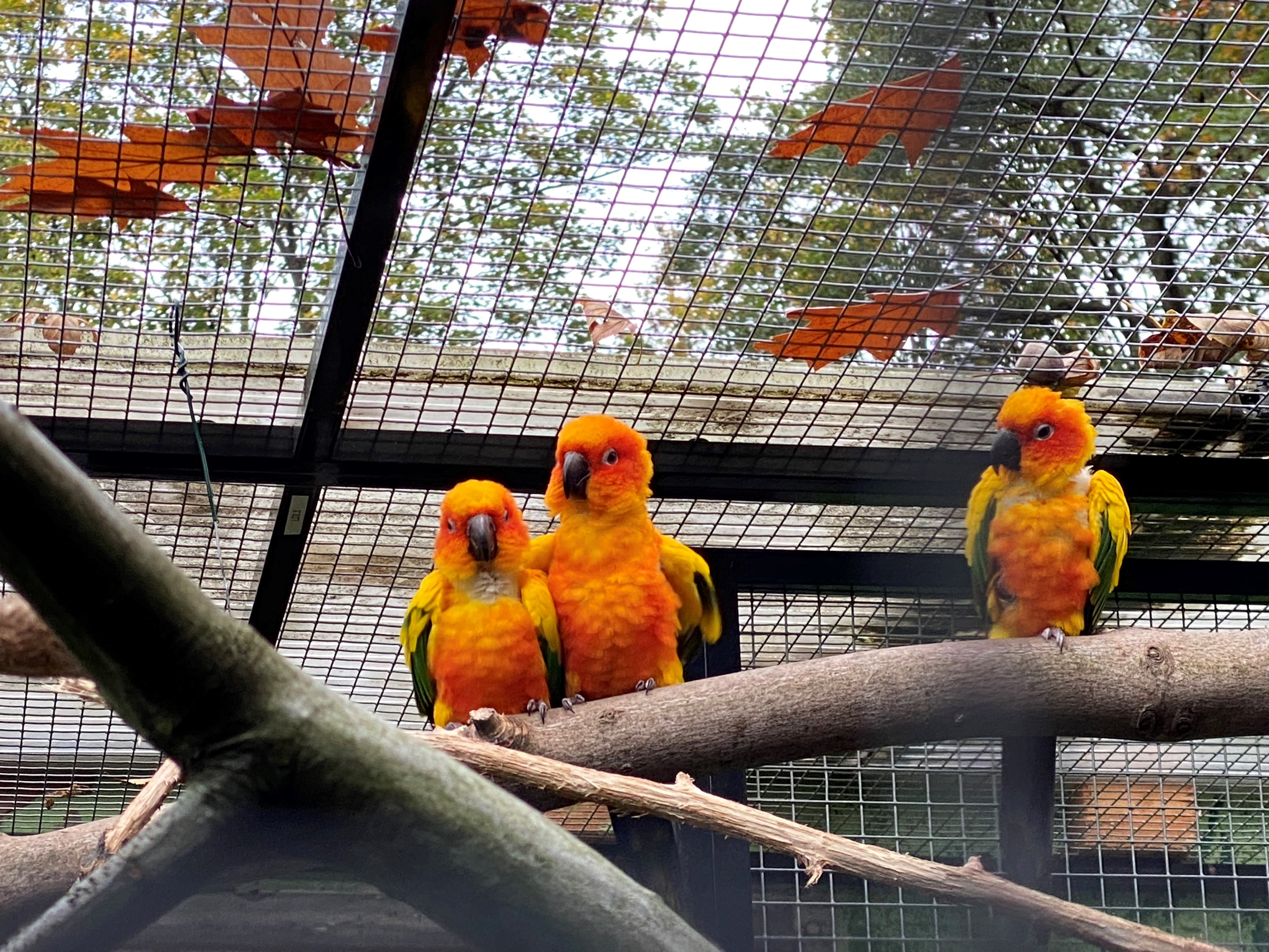 Orange-Papageien