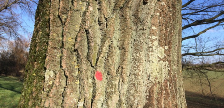 Auch Breite des Radwegs fallen Bäume zum Opfer