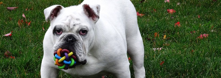 Tierspielzeug Tierspielzeug