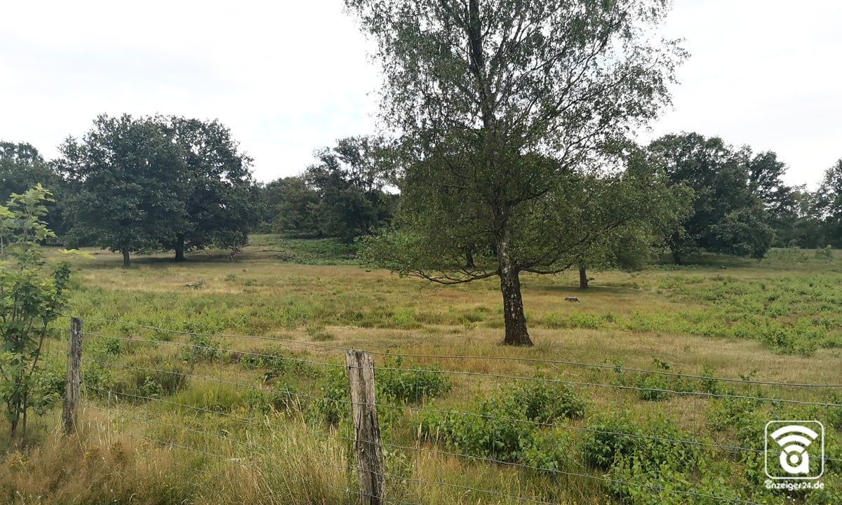 Hildener-Heide-5