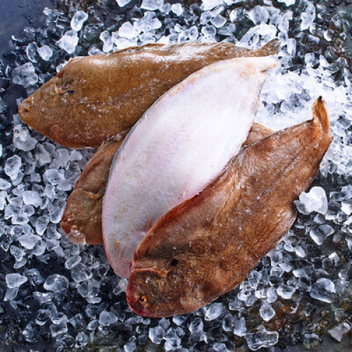 Nordsee-Seezunge TK 350-400g Nordsee-Seezunge TK 350-400g
