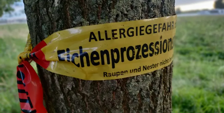 Stadtgrün warnt vor Kontakt mit den haarigen Raupen – Gesundheitsgefahr durch Brennhaare