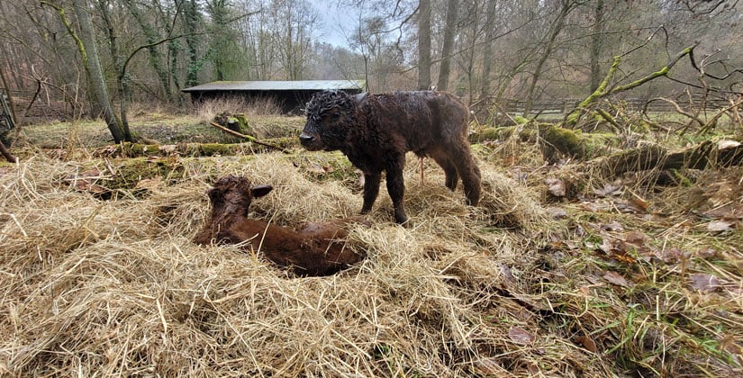 Zwillingsgeburt im Neandertal – Kreis Mettmann sammelt Vorschläge für Namen