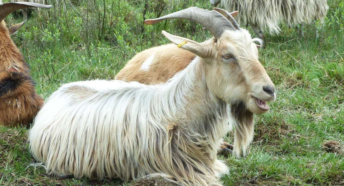Moorschnucken-Hilden-Heide-Moritz