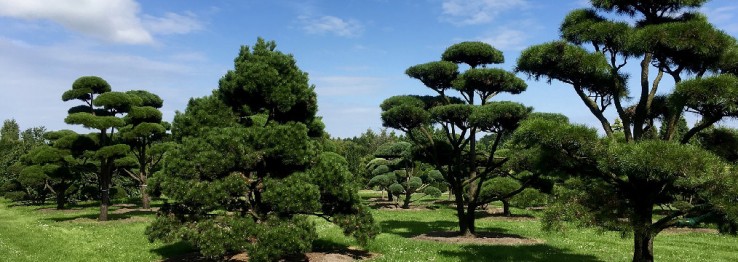 Baumschule Baumschule