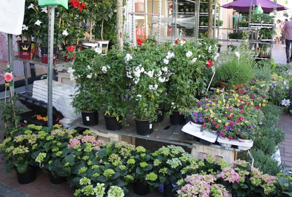 Hildener-Fruehling-Blumenmarkt