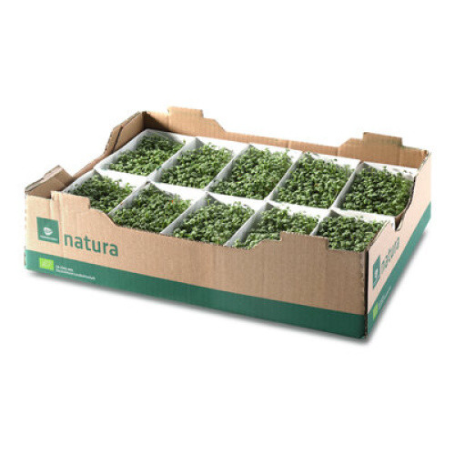 Bio Gartenkresse frisch 1Schale Bio Gartenkresse frisch 1Schale