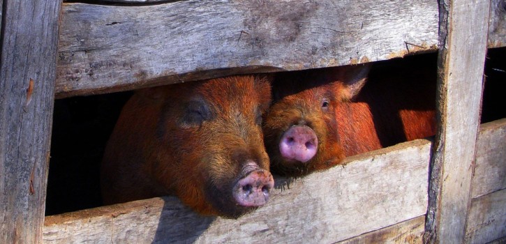 Vorschläge seien "unzureichend" und führten zum "Abbau statt Umgestaltung" 