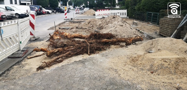 Stadtentwicklungsausschuss debattiert über den Baumschutz