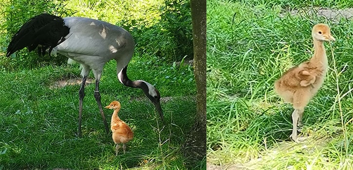 Der kleine Dickie ist der Stolz seiner Eltern