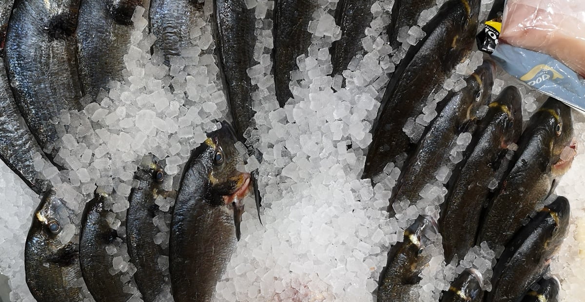 Selgros-Hilden-Fisch-Makrele