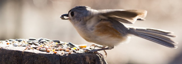 Tierfutter Tierfutter