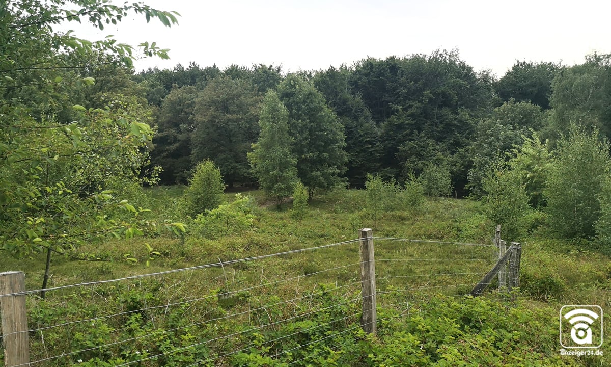 Hildener-Heide-3