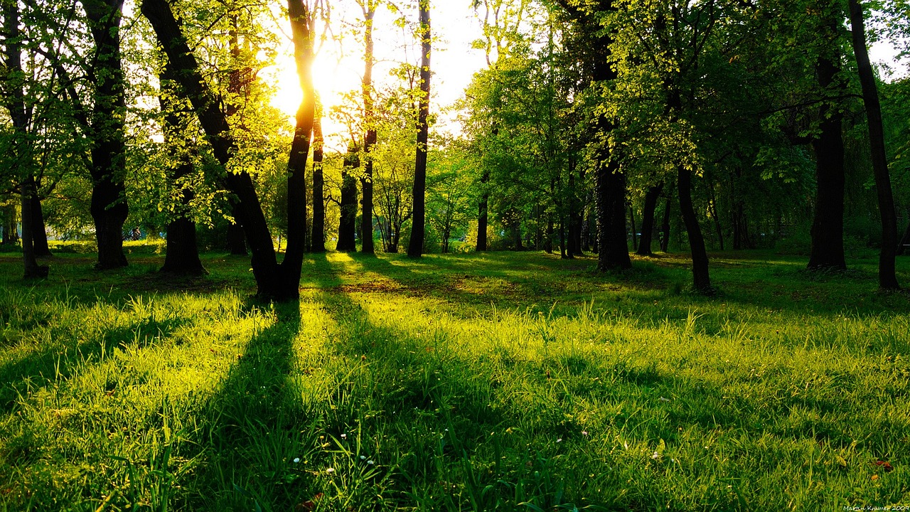 forest-321959_1280-Tobias-Dahlberg