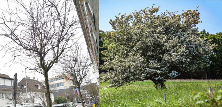 Stattdessen werden Weißdorn-Gewächse gepflanzt