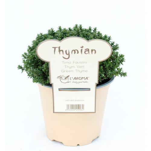 Thymian frisch 315 g Thymian frisch 315 g