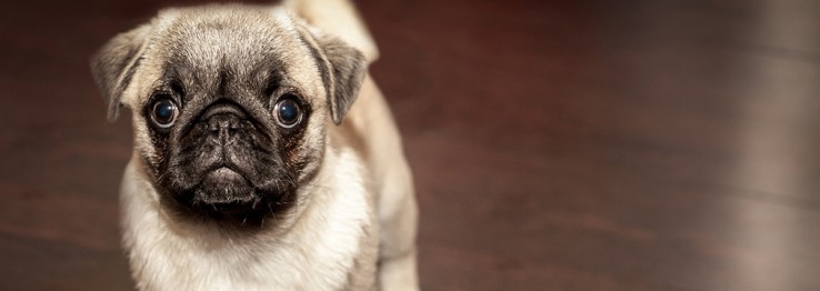 Hundesalon Hundesalon