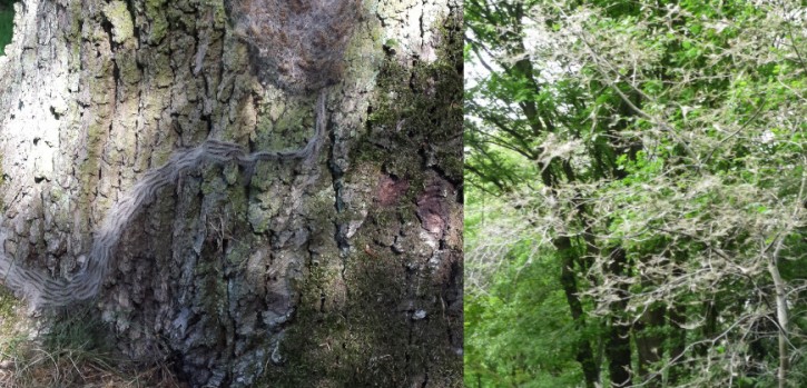 Grünflächenamt: Was ist harmlos, was allergisch?