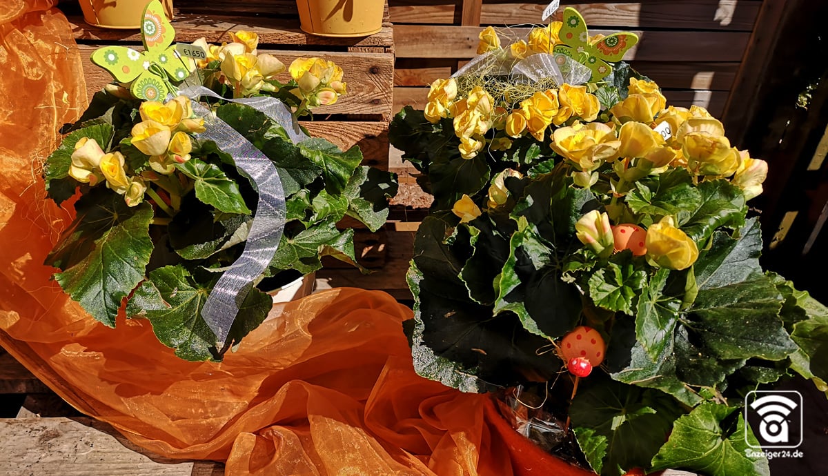 Blumen-Pavillon-Merkelbach-Hilden-Muttertag-Narzissen