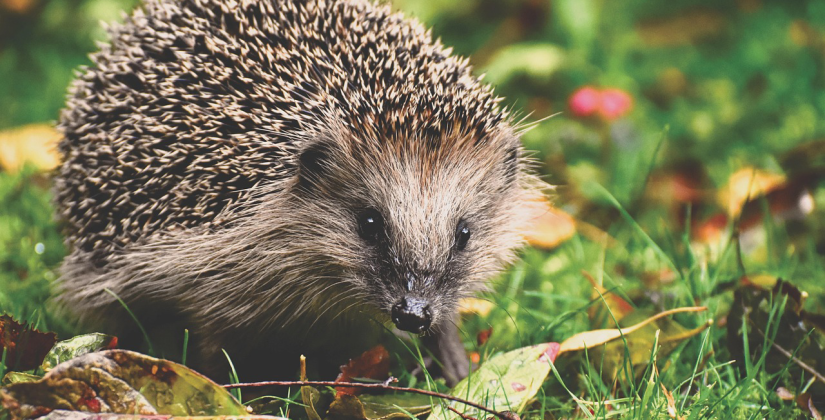 Stadt zieht die Notbremse zum Schutz der stacheligen Gartenbewohner