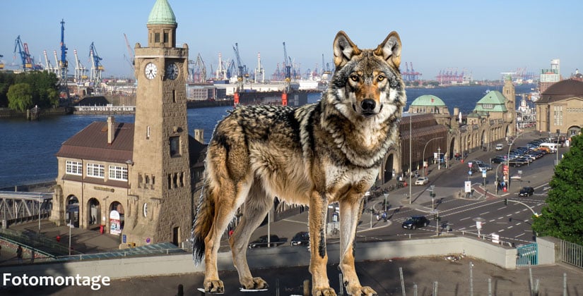 Tier soll in Einkaufszone Angst bekommen haben  