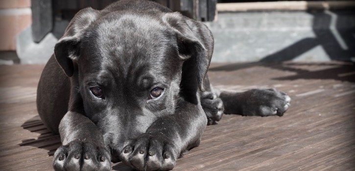 110 Euro anstatt 90 Euro Hundesteuer für den ersten 110 Euro anstatt 90 Euro Hundesteuer für den ersten